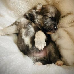 Sesame - Blue male Pomsky puppy in Greenville, South Carolina from Thicketty Mountain Pomskies