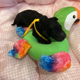 Denver - Silver female Poodle puppy in Mobile, Alabama from Semmy’s Standard Poodle LLC