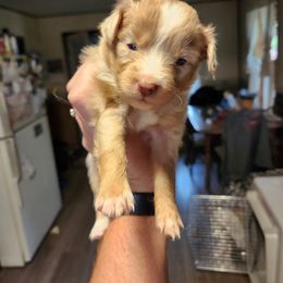 Girl 1 - Red merle Miniature Australian Shepherd puppy in New London, Minnesota from TWO ACRE HILLS