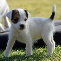 Opal - White and tan female Parson Russell Terrier puppy in Menifee, California from Wendover Terriers
