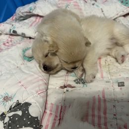 Pomeranian Puppies from Brumback Poms