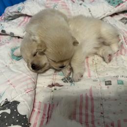 Pomeranian Puppies from Brumback Poms