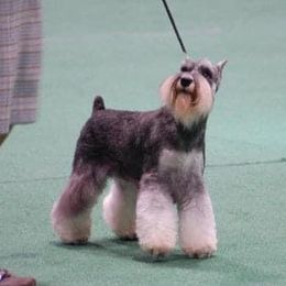 Ricky Bobby - Miniature Schnauzer