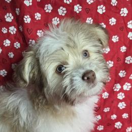 Havanese from Melissa Adams