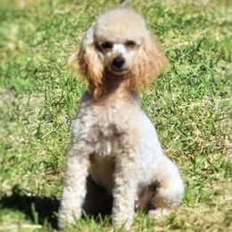 Ani - Poodle