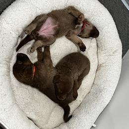 Orange collar - Brown female Chesapeake Bay Retriever puppy in Pisgah Forest, North Carolina from Whiskey Creek Chesapeakes