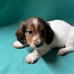 Polly - Piebald female Dachshund puppy in Temecula, California from Naomi Magee's Dachshund Kennel