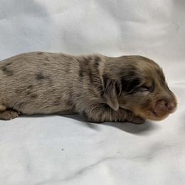 Robin (3425) - Dapple male Dachshund puppy in Sonora, Kentucky from Maple Hill Miniature Dachshunds