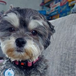 Shihpoos from Kathrine's Pups