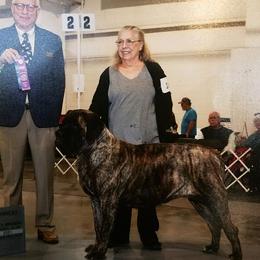 Ms B - Mastiff