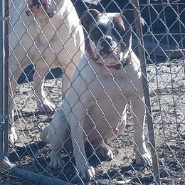 Panda - American Bulldog