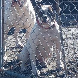 Panda - American Bulldog