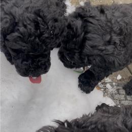 Red-RUBY - Black female Poodle puppy in Hamilton Square, New Jersey from Sweet Standards