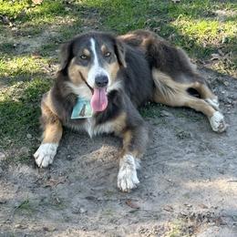 Australian Cattle Dog, Australian Shepherd, Companion Cross, and Miniature Australian Shepherd Puppies from MK Aussies