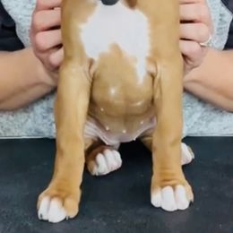 Boxer Puppies from Fineview Boxers