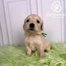 Billy - Cream male Goldendoodle puppy in Utah County, Utah from Big Hearted Breeders