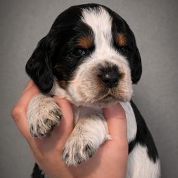Rascal - Tri-Roan male English Springer Spaniel puppy in Lake City, Florida from Thunderbird Springers