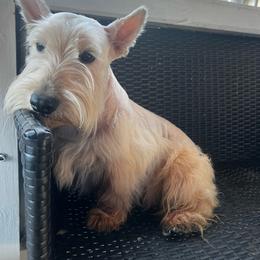 Charley Boy - Scottish Terrier
