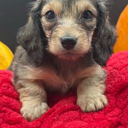 Pearl - Cream female Dachshund puppy in Corona, California from ChezBeale