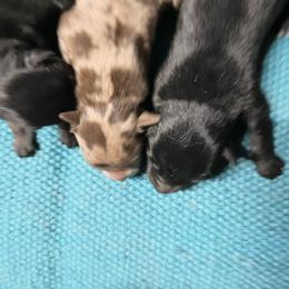 Boy rm - Red merle male Australian Shepherd puppy in Whitwell, Tennessee from Owl Hollow Farm