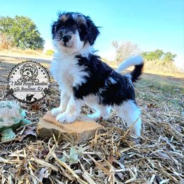 Parti 2 green collar - Black and white male Bernedoodle puppy in Graham, Texas from 2 Rose Ranch Doodles