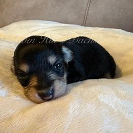 Ivory's Green - Black and cream male Dachshund puppy in Jonesboro, Illinois from Twin Hills Dachshunds