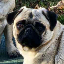 Prissy - Pug