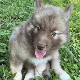 Summer - Red and white female Siberian Husky puppy in Union Grove, Alabama from Southern Siberian Life
