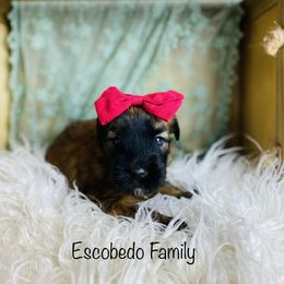 Soft Coated Wheaten Terrier Puppies from Wonderful Wheatens