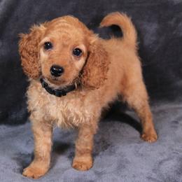 Shadow - Apricot male Cavapoo puppy in Spring, Texas from Quentin