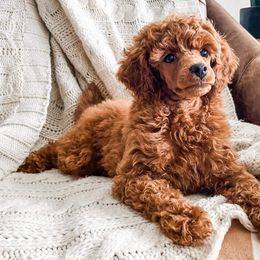 Assorted Doodle Crosses, Goldendoodles, and Poodles from The Puppy Acres
