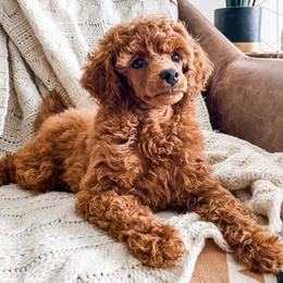 Assorted Doodle Crosses, Goldendoodles, and Poodles from The Puppy Acres