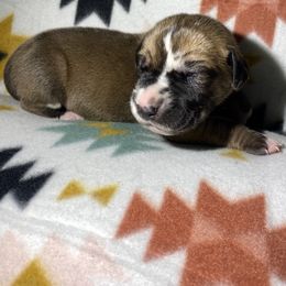 Austin - Harlequin male Great Dane puppy in Scottsburg, Virginia from Virginia Great Danes