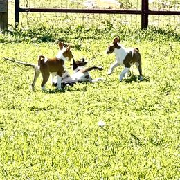 Basenji Puppies from Signet Kennels