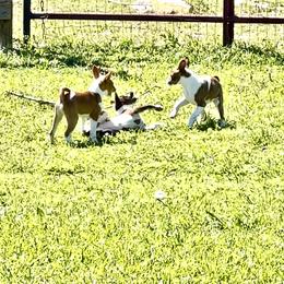 Basenji Puppies from Signet Kennels