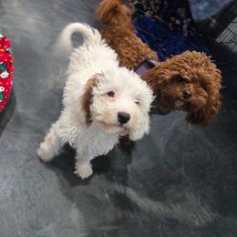 Snowball - White female Cavapoo puppy in Knoxville, Tennessee from Shannan's Cavapoos