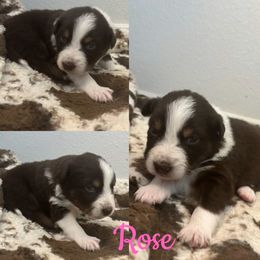 Australian Shepherd Puppies from Southern Copper Sun Aussies