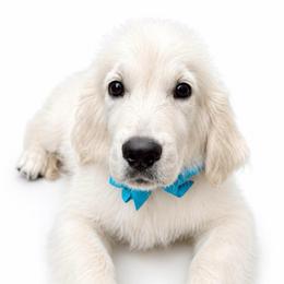 Murphy - Light golden male Golden Retriever puppy in Chicago, Illinois from Urbane Retrievers