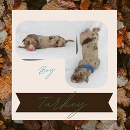 Turkey - Red merle male Australian Shepherd puppy in Cleburne, Texas from Hudson Farm
