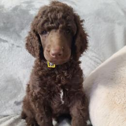White collar - Brown male Poodle puppy in Colorado Springs, Colorado from Silly's Standard Poodles