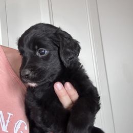 Girl 4 - female Golden Mountain Dog puppy in Wyoming from Great Basin BMD