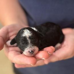 Checkers - Parti male Poodle puppy in Wharton, Texas from In the Red Poodles