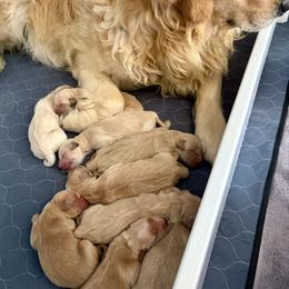 Golden Retriever puppies from North Star Goldens
