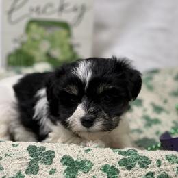 Purple collar - Parti female Miniature Schnauzer puppy in Teton County, Montana from East Front Labradors & Treasure State Schnauzers