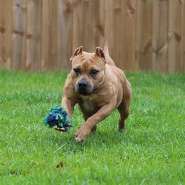 American Bullies from LA Bully Cartel