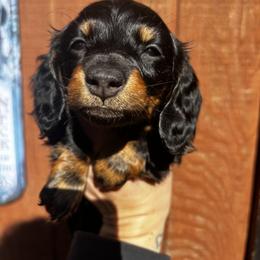 Dachshund Puppies from MI Dachshunds