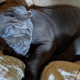 Cane Corso from Rohan Cane Corso Italiano