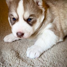 Nova - Sable and white female Siberian Husky puppy in Grant City, Missouri from Timberline Paws