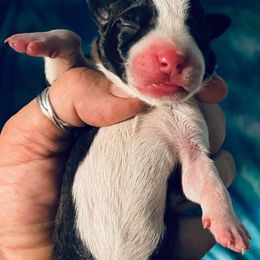 American Staffordshire Terrier Puppies from Angel Moon Terriers