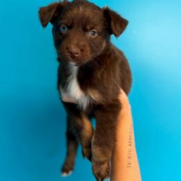 Donkey Kong - Red tri-color male Australian Shepherd puppy in Tyner, Kentucky from Lil’ Town Aussies